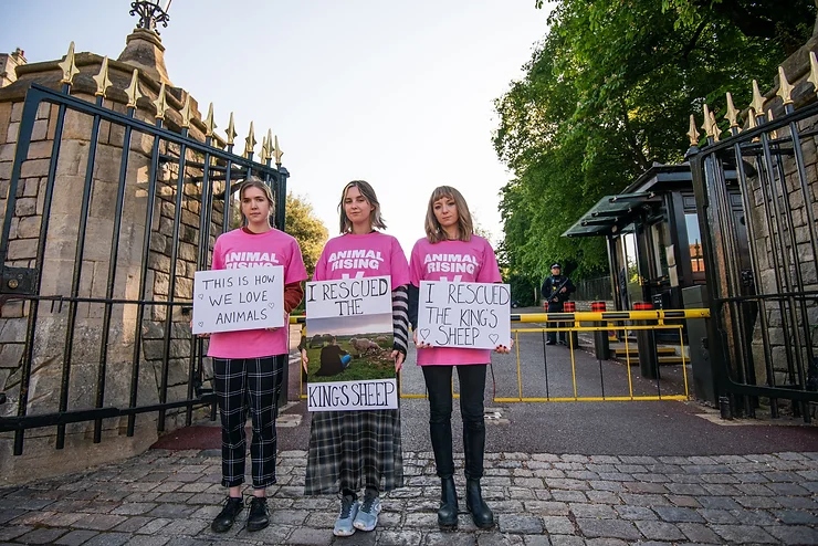 Three Animal Rising members who rescued lambs from the Sandringham Estate hold up placards reading "this is how we love animals" and "I rescued the King's sheep"