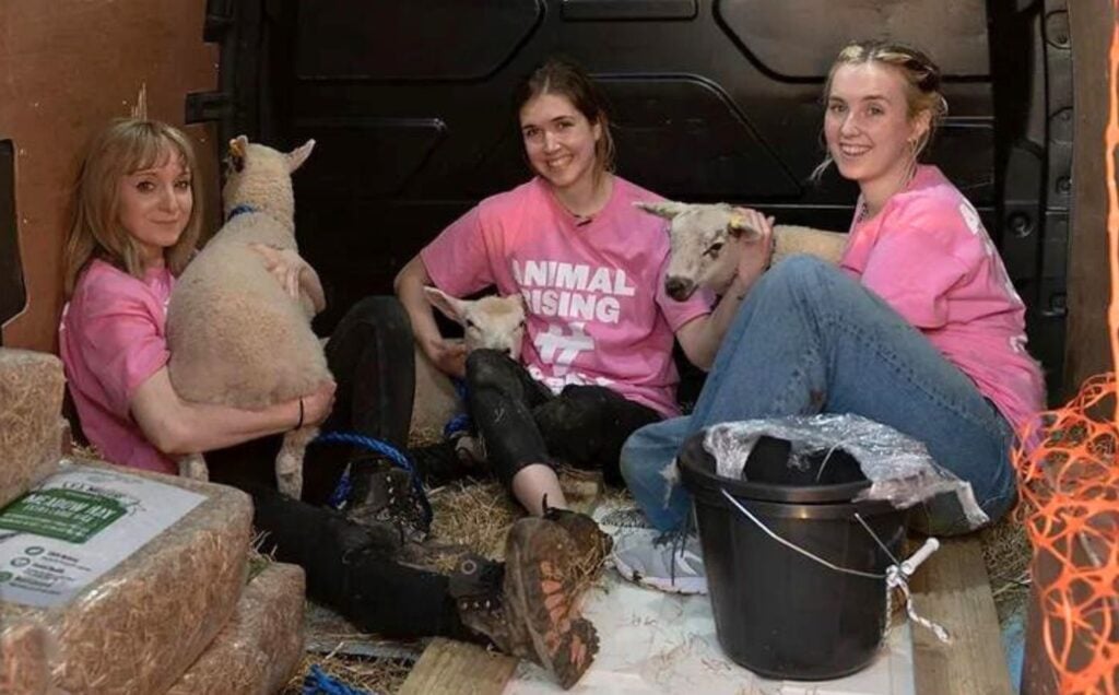 Three members of Animal Rising after rescuing three lambs from the Sandringham Estate