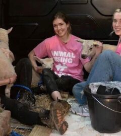 Three members of Animal Rising after rescuing three lambs from the Sandringham Estate