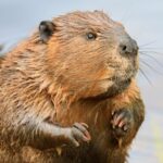 An adult beaver in the water