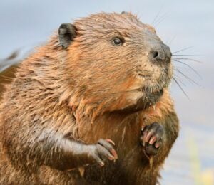 An adult beaver in the water