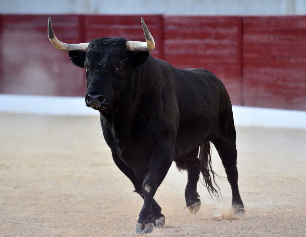 A lone bull with big horns in a bullfighting ring in Spain