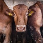 Cows onboard a live animal export ship