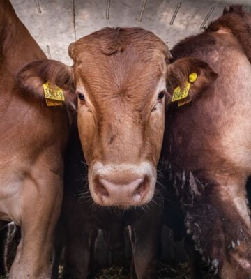 Cows onboard a live animal export ship