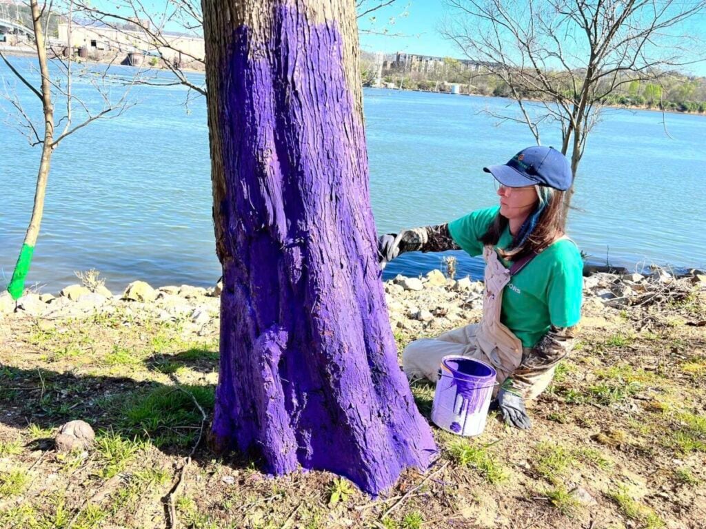 Trees are being painted in Chattanooga to prevent beavers from endangering human lives