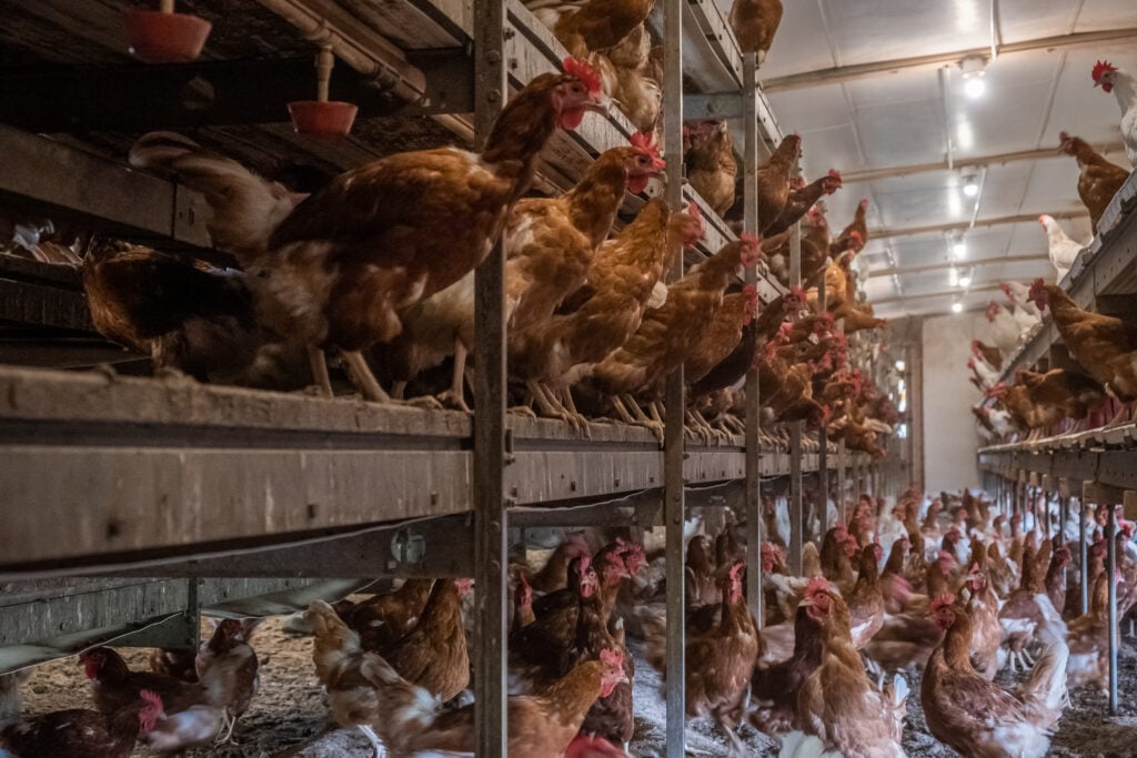 Chickens in a shed on a Swiss chicken farm