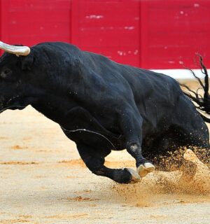 A lone bull with big horns running in a bullfighting ring in Spain