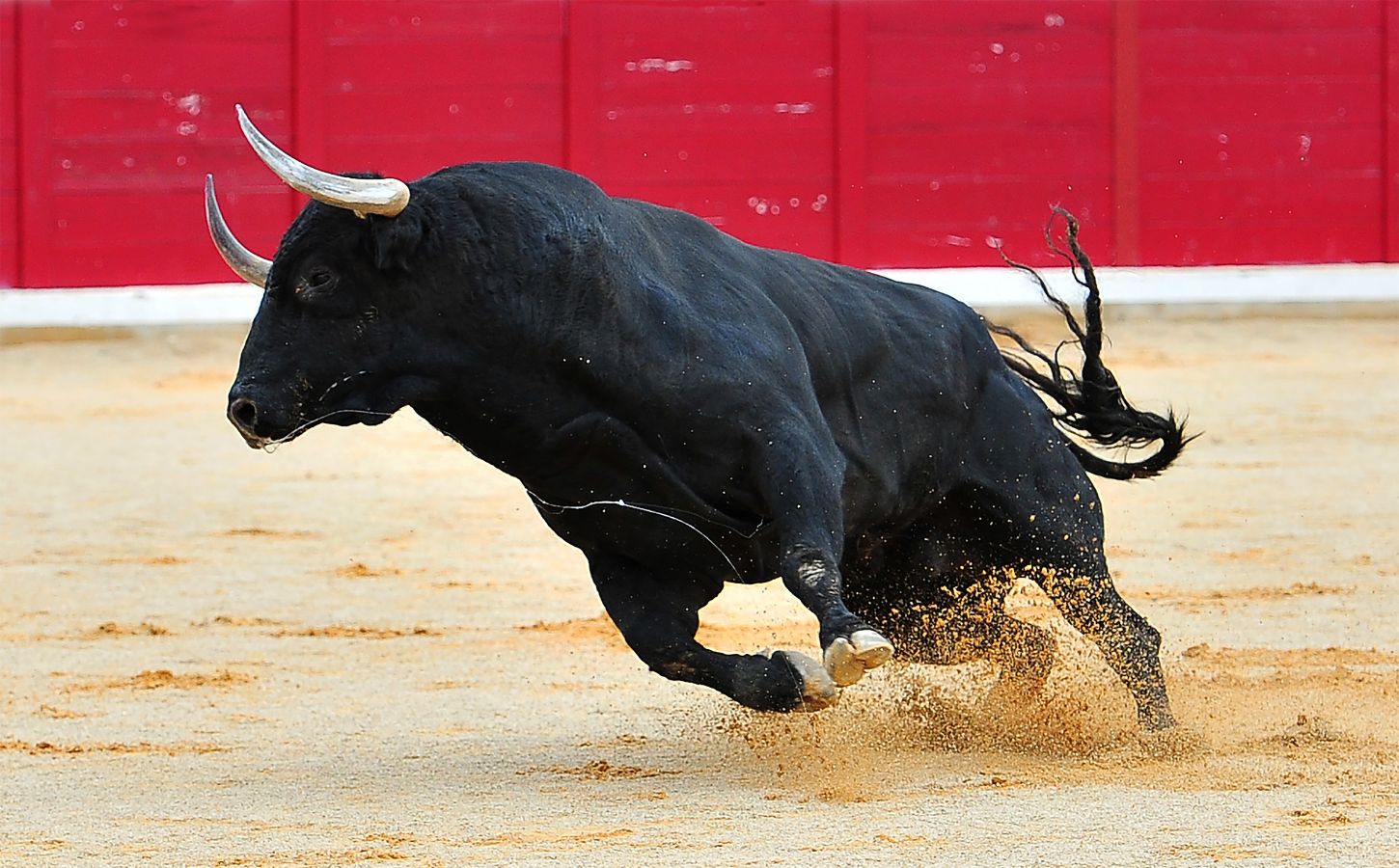 A lone bull with big horns running in a bullfighting ring in Spain