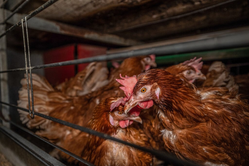 Hens on an intensive egg chicken farm