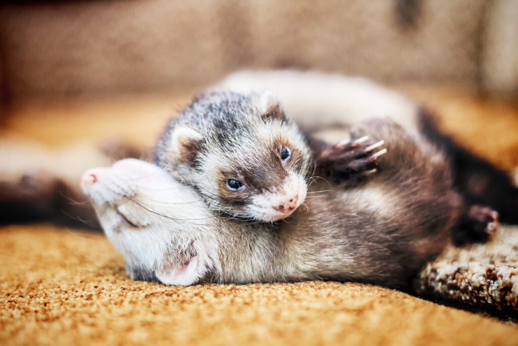 Two ferrets lying down on the floor