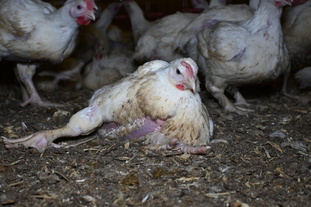 Fast-growing broiler chickens suffer a number of health issues brought on by their size