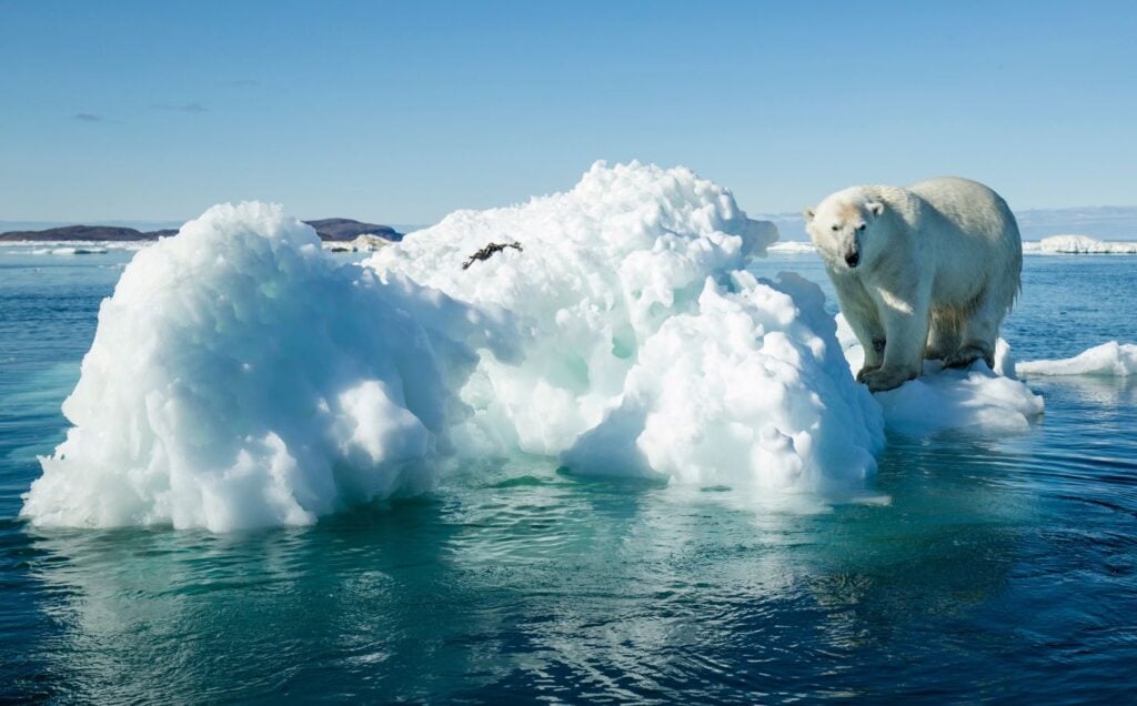 A polar bear standing on a melting ice cap surrounded by water