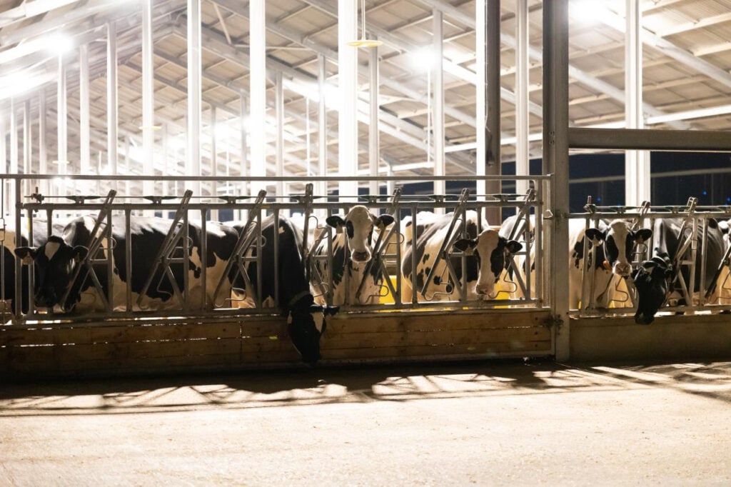 Cows housed in an intensive zero grazing dairy farming system in the UK