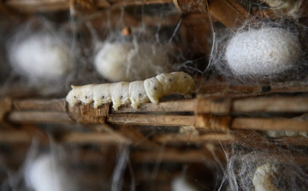 A silkworm on a silk farm