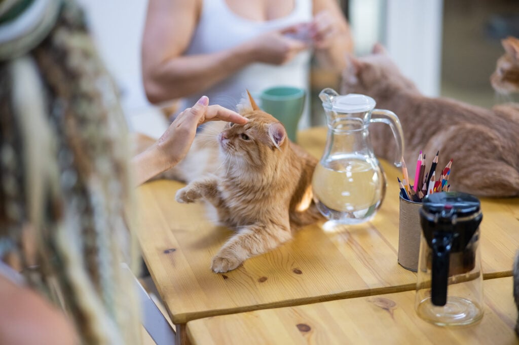 Two people drink coffee in a cat cafe