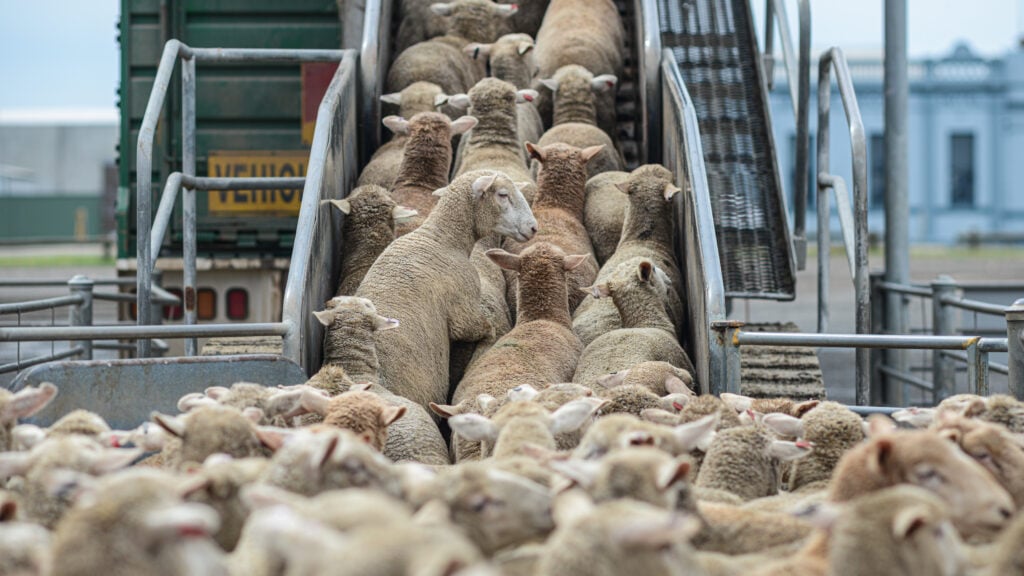 Sheep being herded onto a live animal export ship