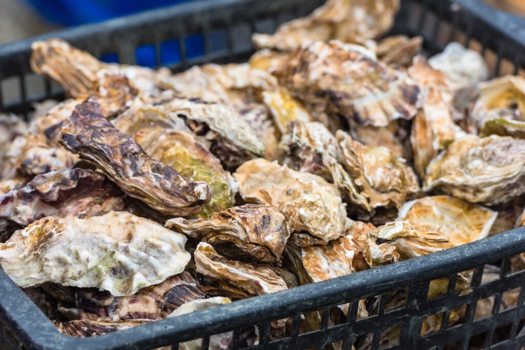 Oysters being harvested on a seafood farm