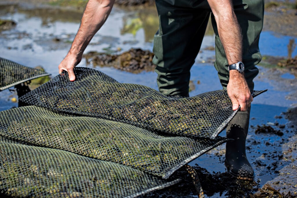 A seafood farmer harvesting oysters in a large bag