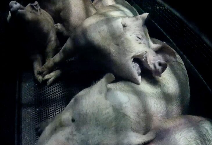 Pigs being gassed with CO2 in a metal gondola in a UK slaughterhouse