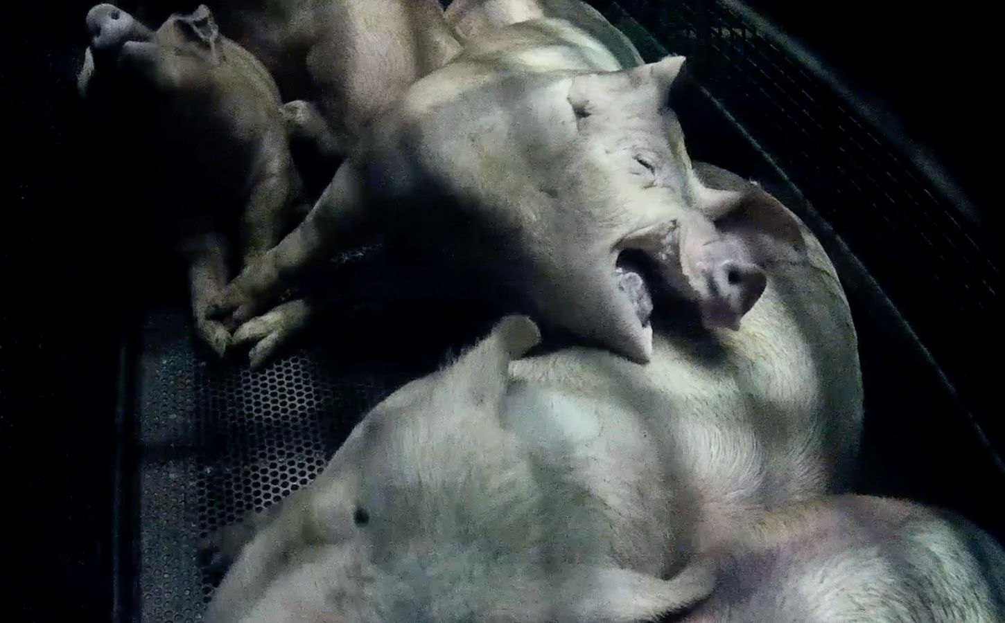 Pigs being gassed with CO2 in a metal gondola in a UK slaughterhouse