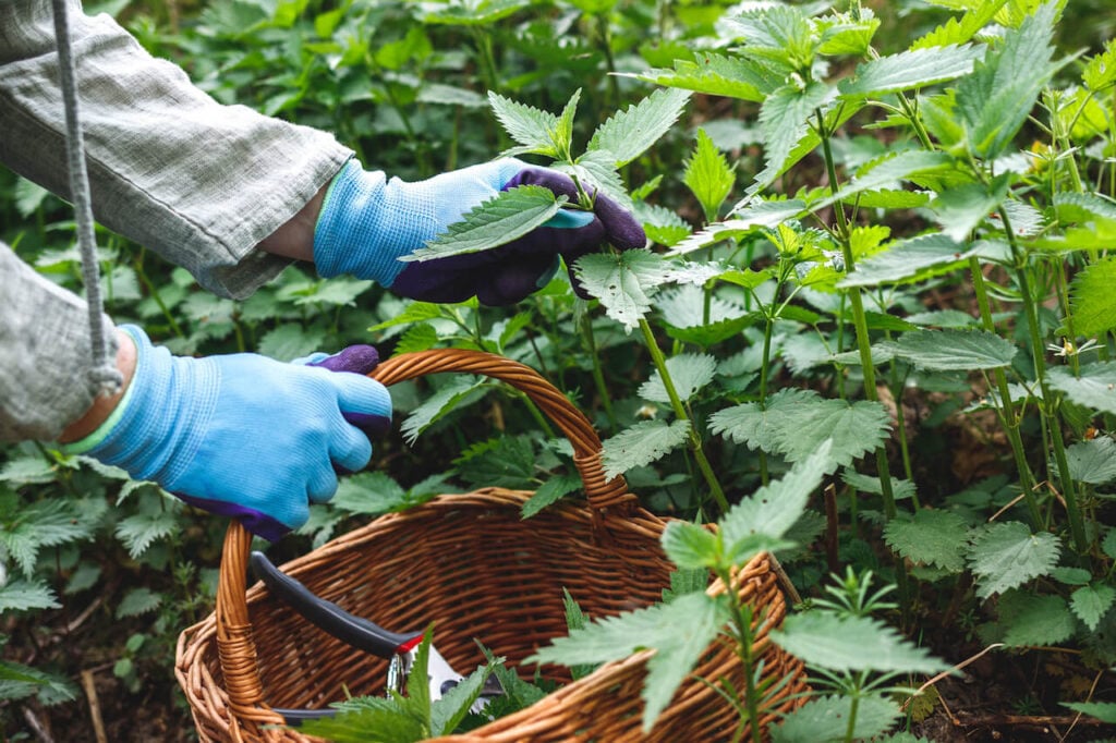 A forager collects stinging nettles in a wicker basket while wearing gloves