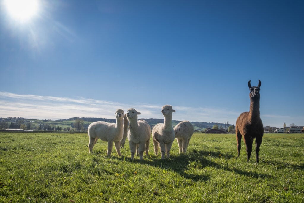 Llamas and an alpaca stand in a green pasture at Lebenshof Aurelio, a farm animal sanctuary in Lucerne, Switzerland owned by Beat and Claudia Troxler. Lebenshof Aurelio is a former dairy and pig farm that has been "transfarmed" into a vegan farm and sanctuary with the help of Sarah Heiligtag of the Hof Narr sanctuary. "Lebenshof" is a German word that loosely translates to "farm of life". The llamas and alpacas share the pasture there with two herds of cows. Lebenshof Aurelio, Buron, Lucerne, Switzerland, 2022. Sabina Diethelm / We Animals Media