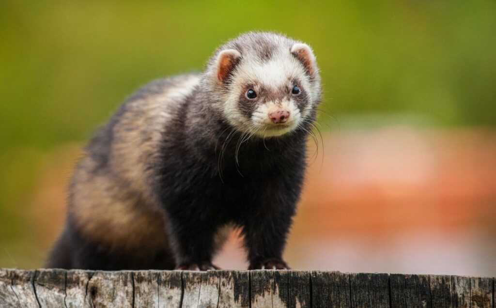 A black and white ferret sat on a tree stump looking towards the camera