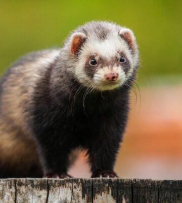 A black and white ferret sat on a tree stump looking towards the camera