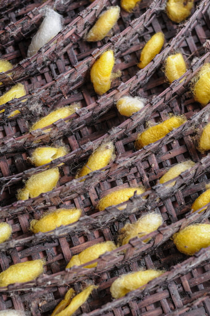Silkworms used in the silk industry