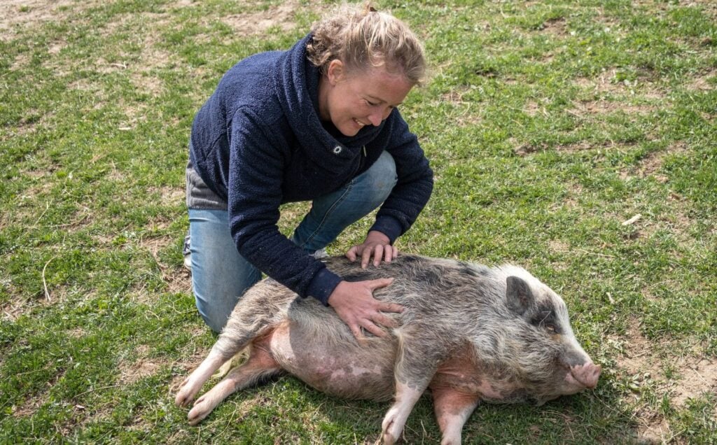Sarah Heiligtag, a vegan who transforms farms, stroking a pig on the grass