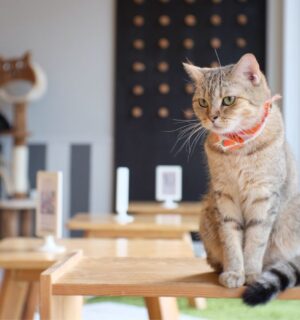 A tabby cat sitting on a table in a cat cafe
