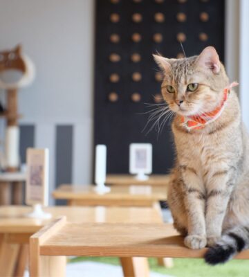 A tabby cat sitting on a table in a cat cafe
