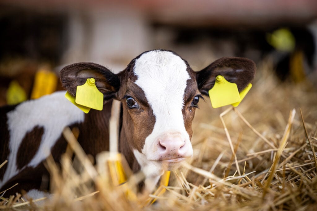 A Holstein calf, who are used to make rennet, lying in straw at a dairy farm looking at the camera