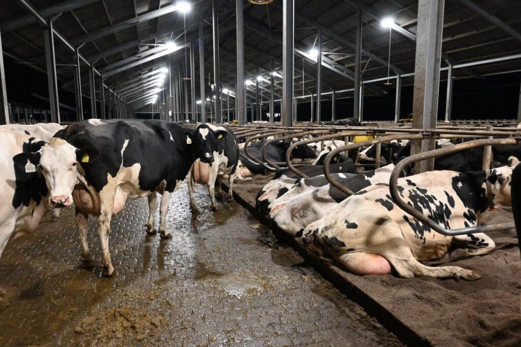 Dairy cows inside a large intensive "zero grazing" farm in the UK