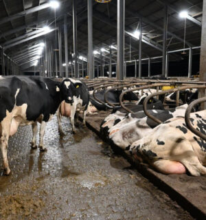 Dairy cows inside a large intensive "zero grazing" farm in the UK