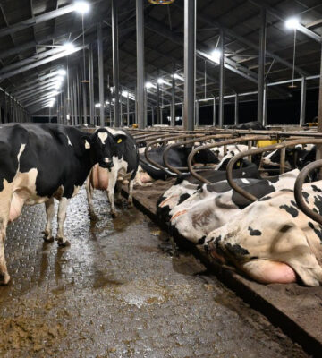 Dairy cows inside a large intensive "zero grazing" farm in the UK