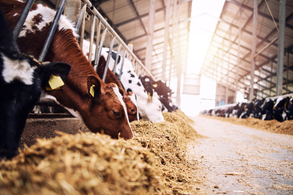 Cows eating hay at a farm