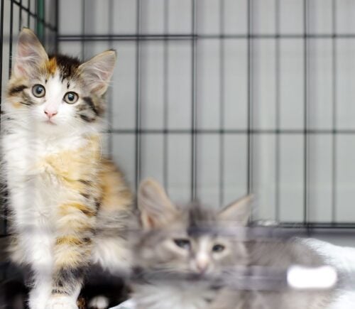 A cage with two cats, a species used for animal toxicity tests in Canada
