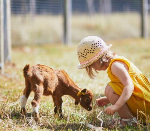 A child interacting with a young animal outside on the grass