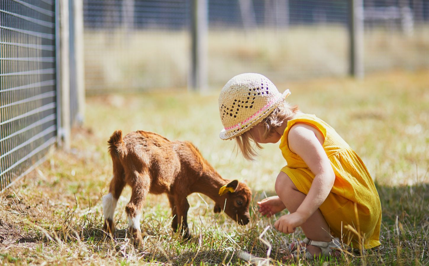 A child interacting with a young animal outside on the grass