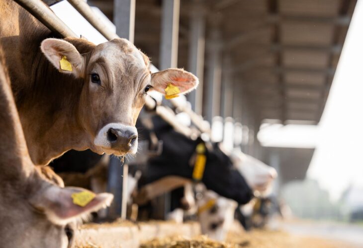 Can Cows Eat Horse Feed? Discover the Hidden Dangers