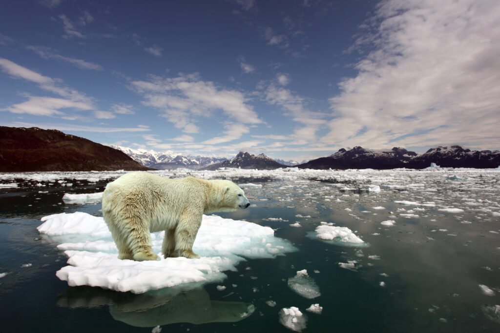 A polar bear on an isolated piece of ice