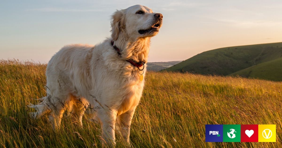 Seen The Dog Meat’ Ads In London? Here's What To Know