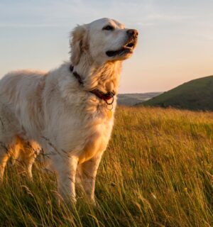 A dog standing in a large field at sunset