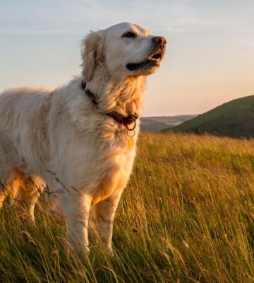 A dog standing in a large field at sunset