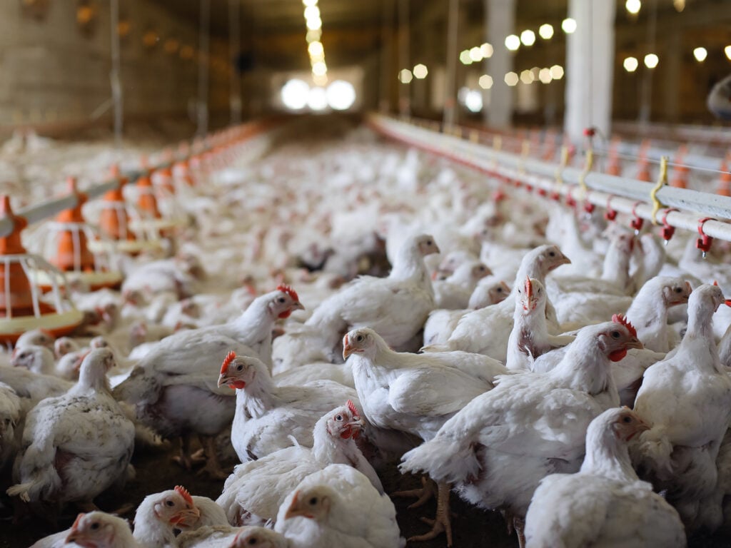 Chickens in an intensive chicken farm