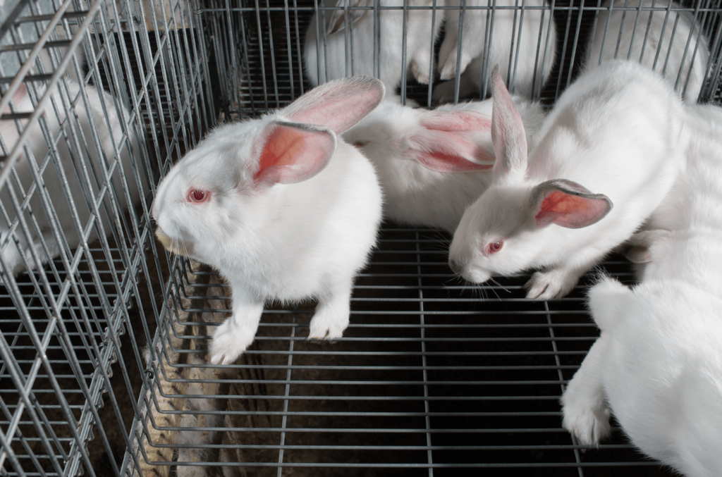 A metal cage full of white rabbits, who are often used for animal toxicity tests in Canada