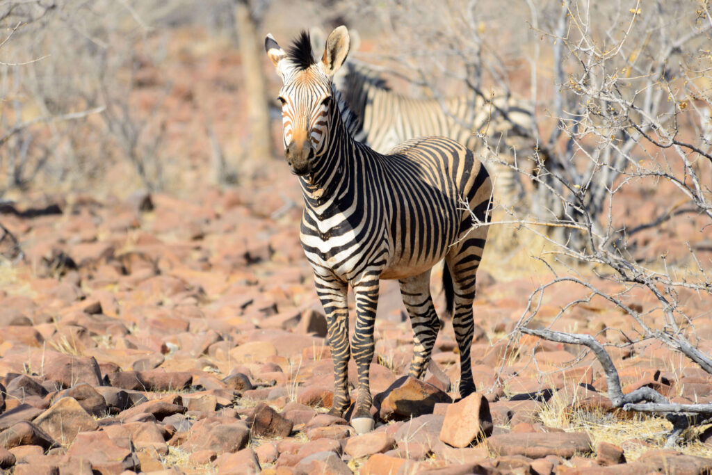 A Hartmann's mountain zebra in the wild