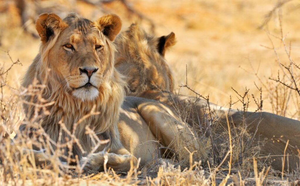 Two African lions in South Africa