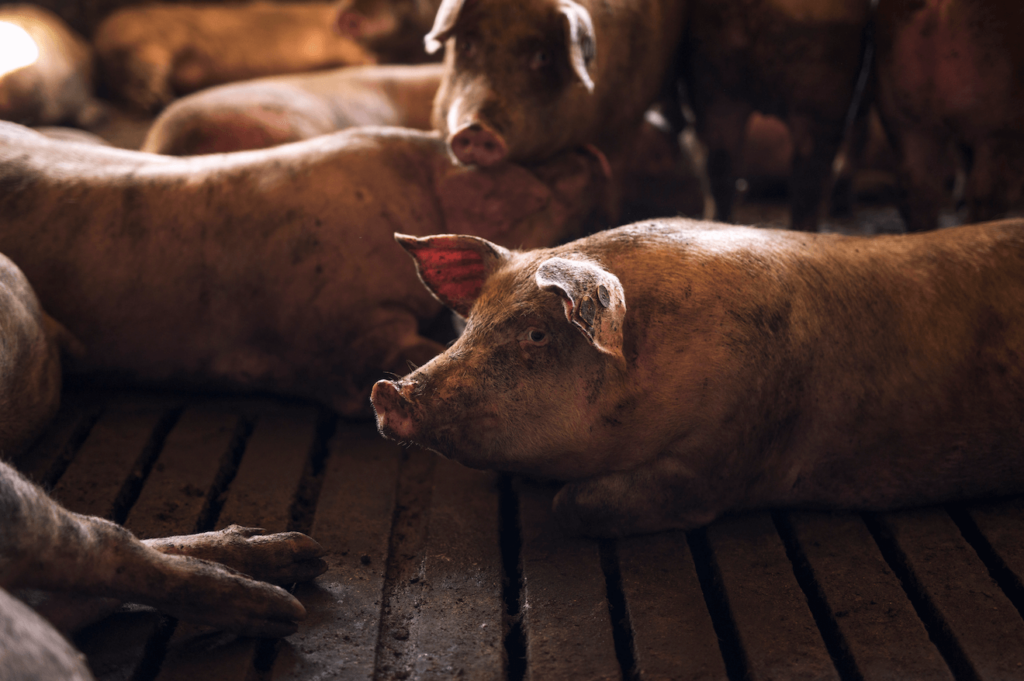 Pigs lying in dirty conditions on a meat farm